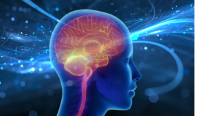Best Food for Brain Building