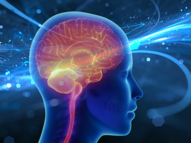 Best Food for Brain Building